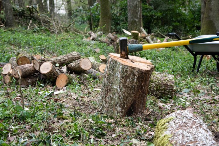 Splitting Wood With a Maul and Wedge